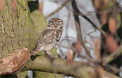 Little owl