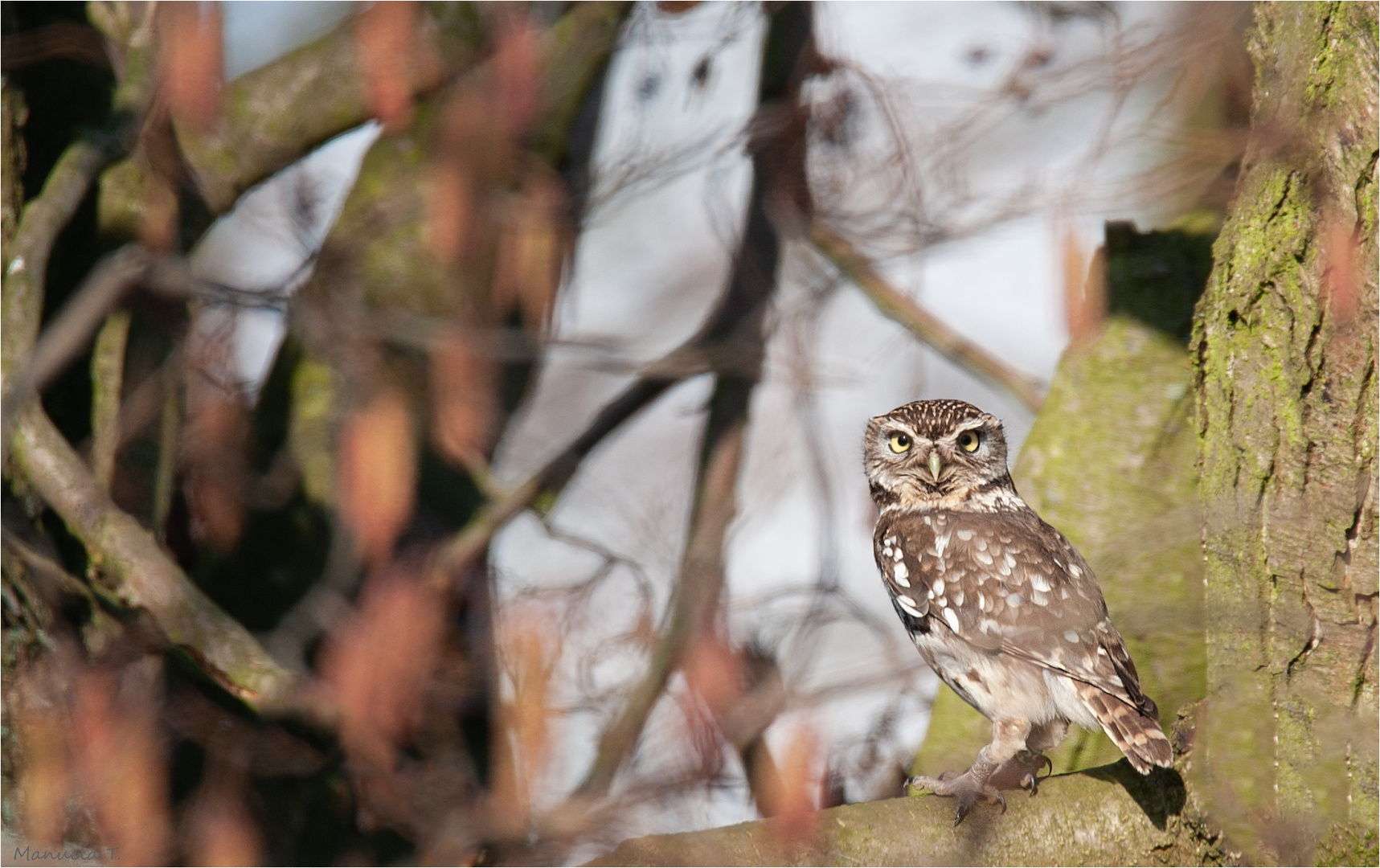 Little owl