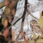 Little owl