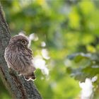 Little Owl