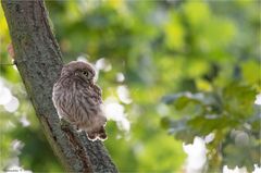 Little Owl