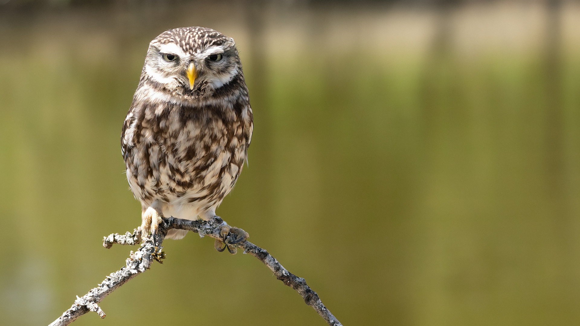 Little Owl #1