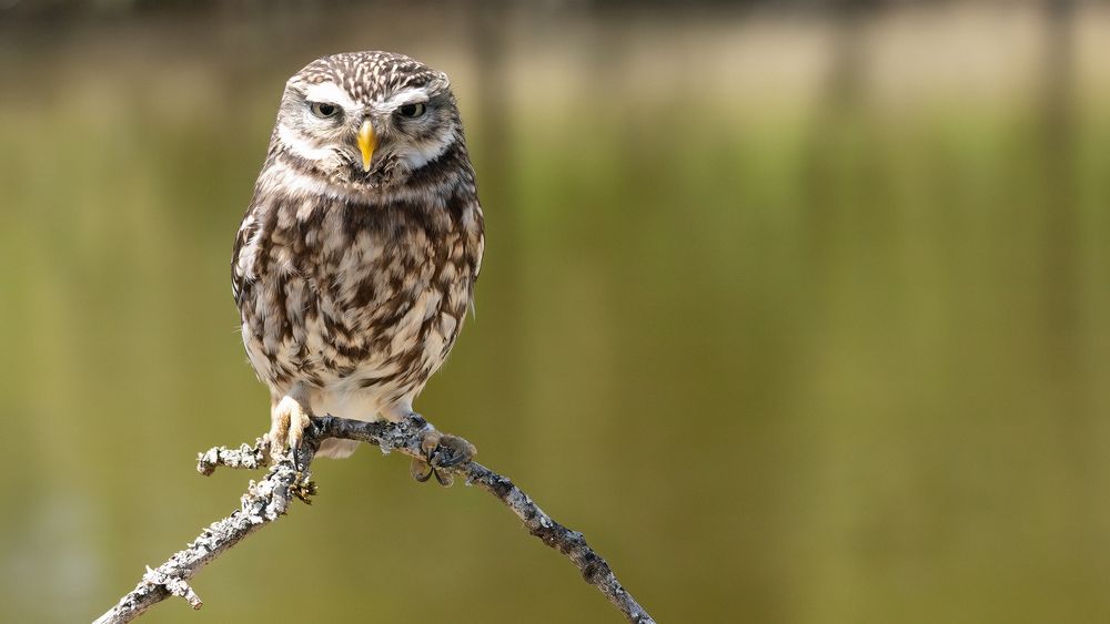 Little Owl #1