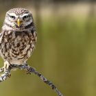 Little Owl #1