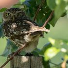 Little Owl