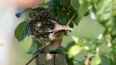 Little Owl