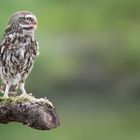 Little Owl #2