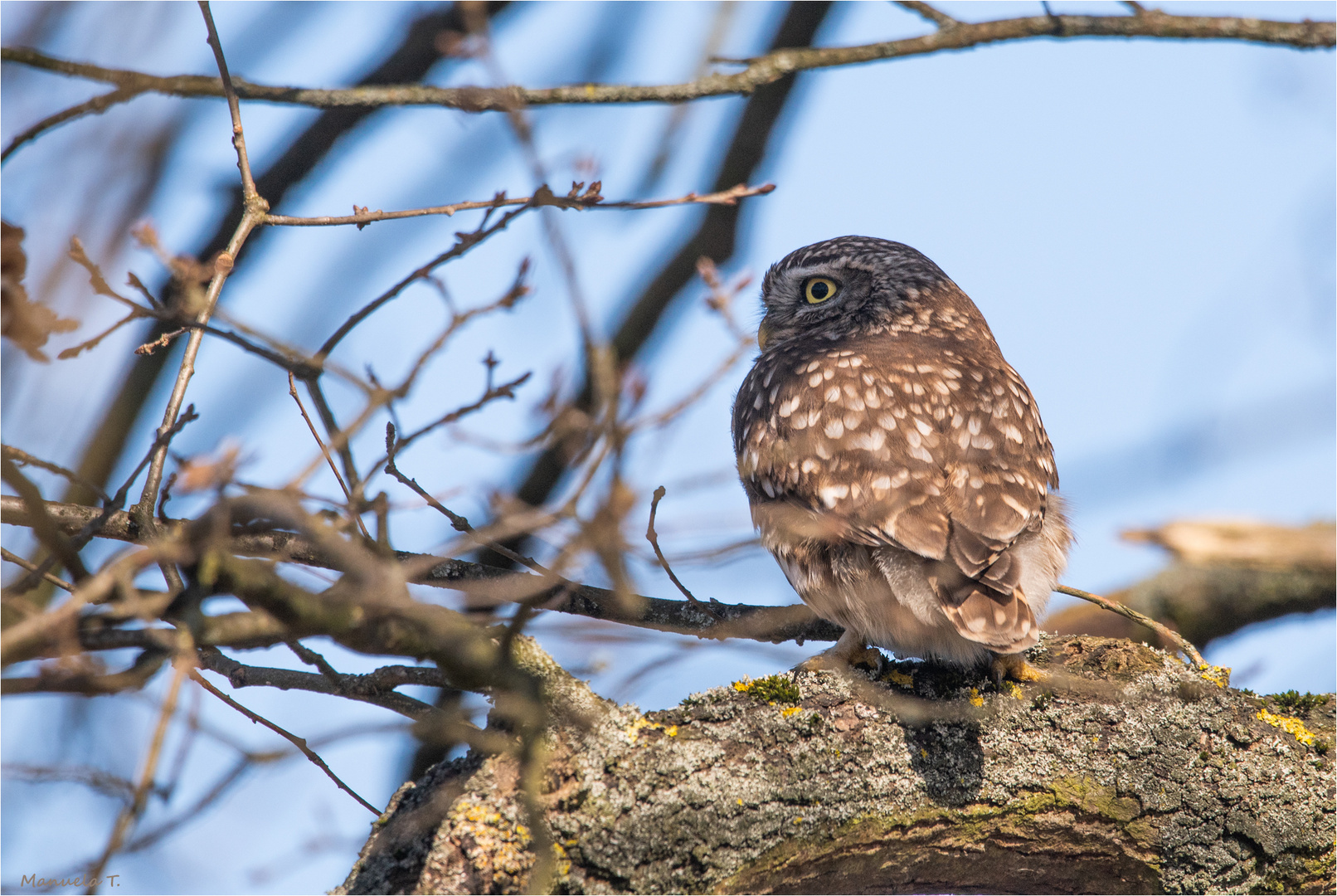 Little Owl