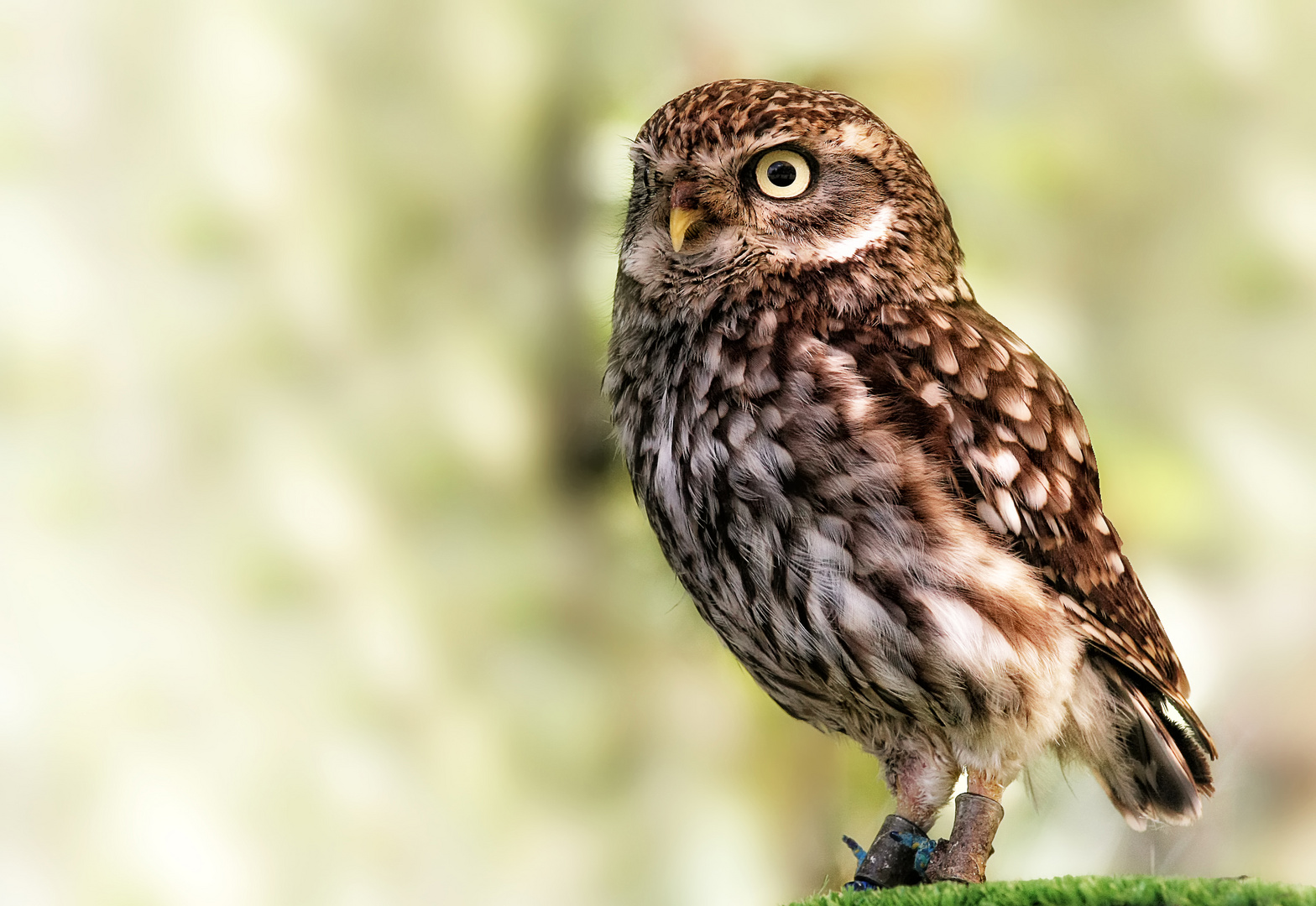 Little owl