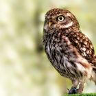 Little owl