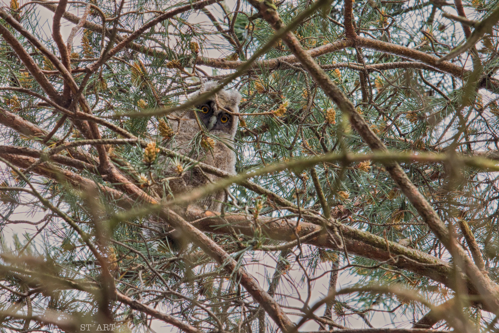 Little Owl