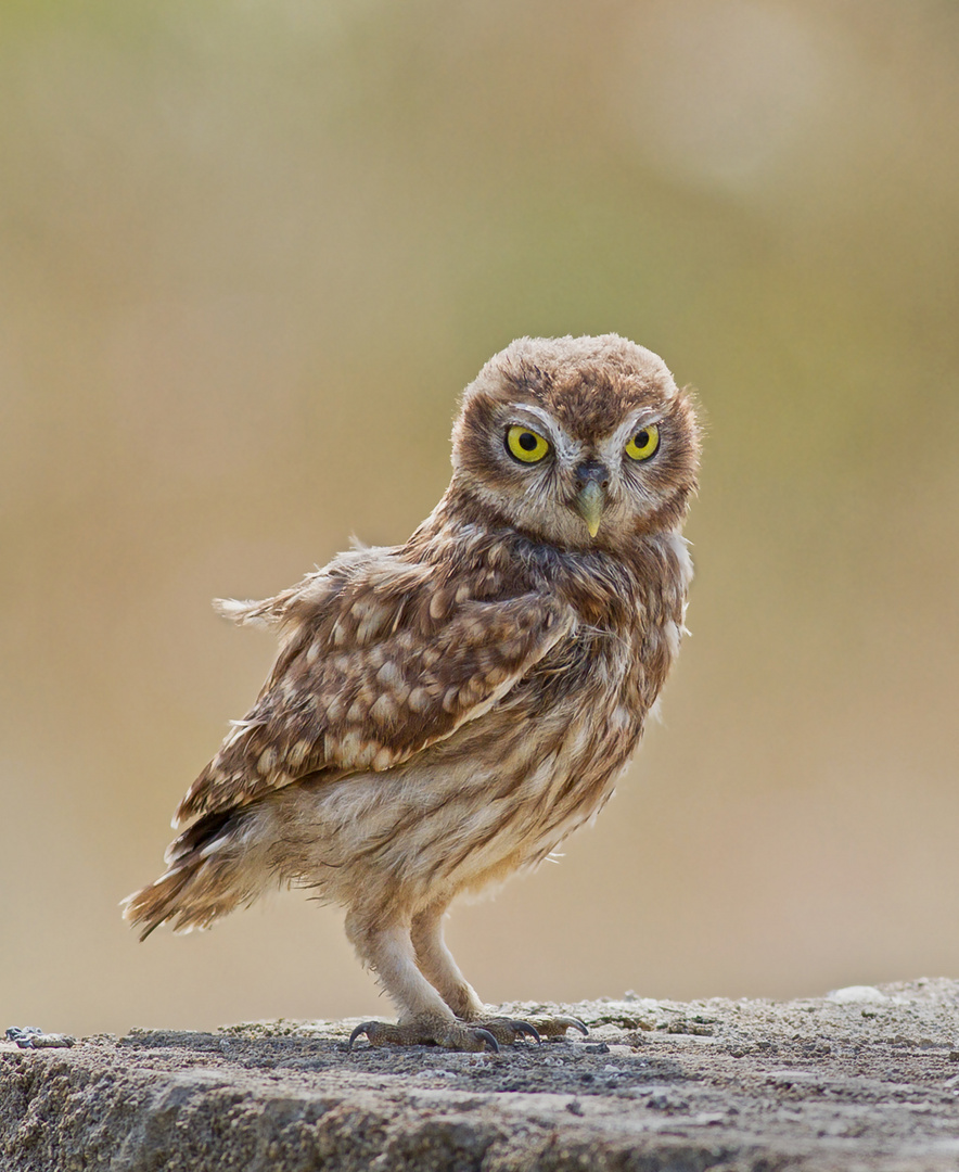 little owl