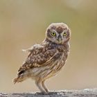 little owl