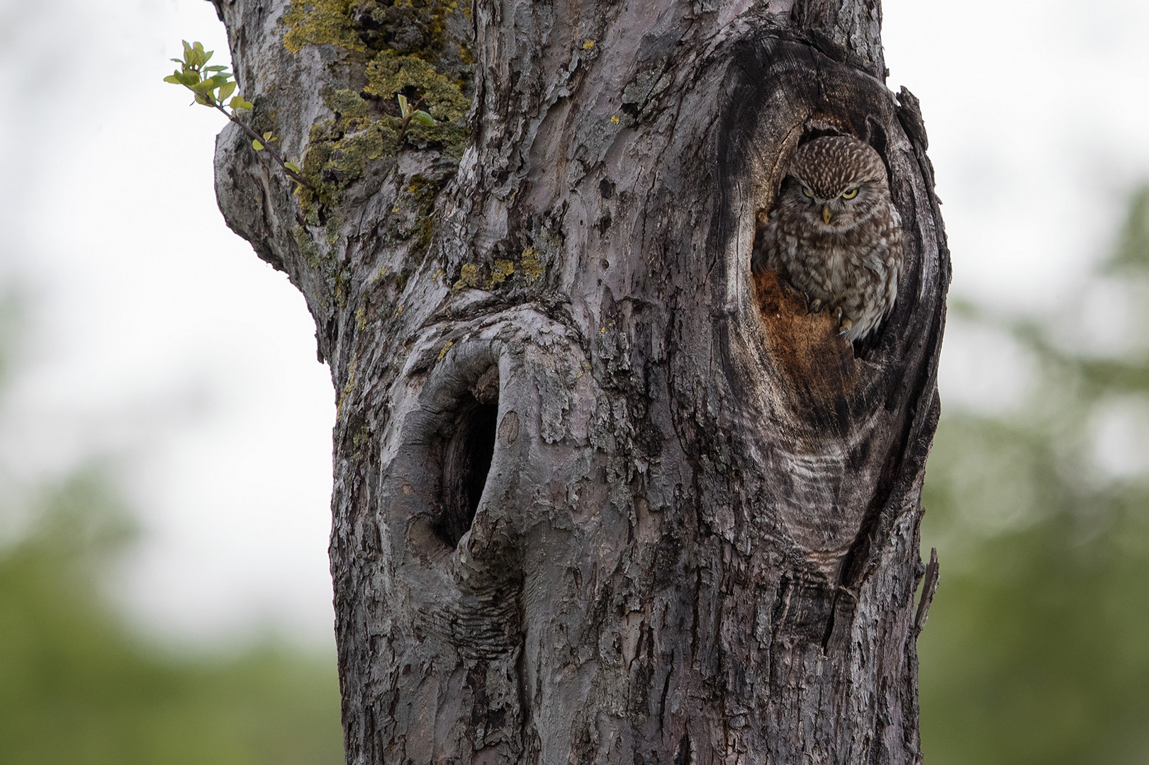 Little Owl