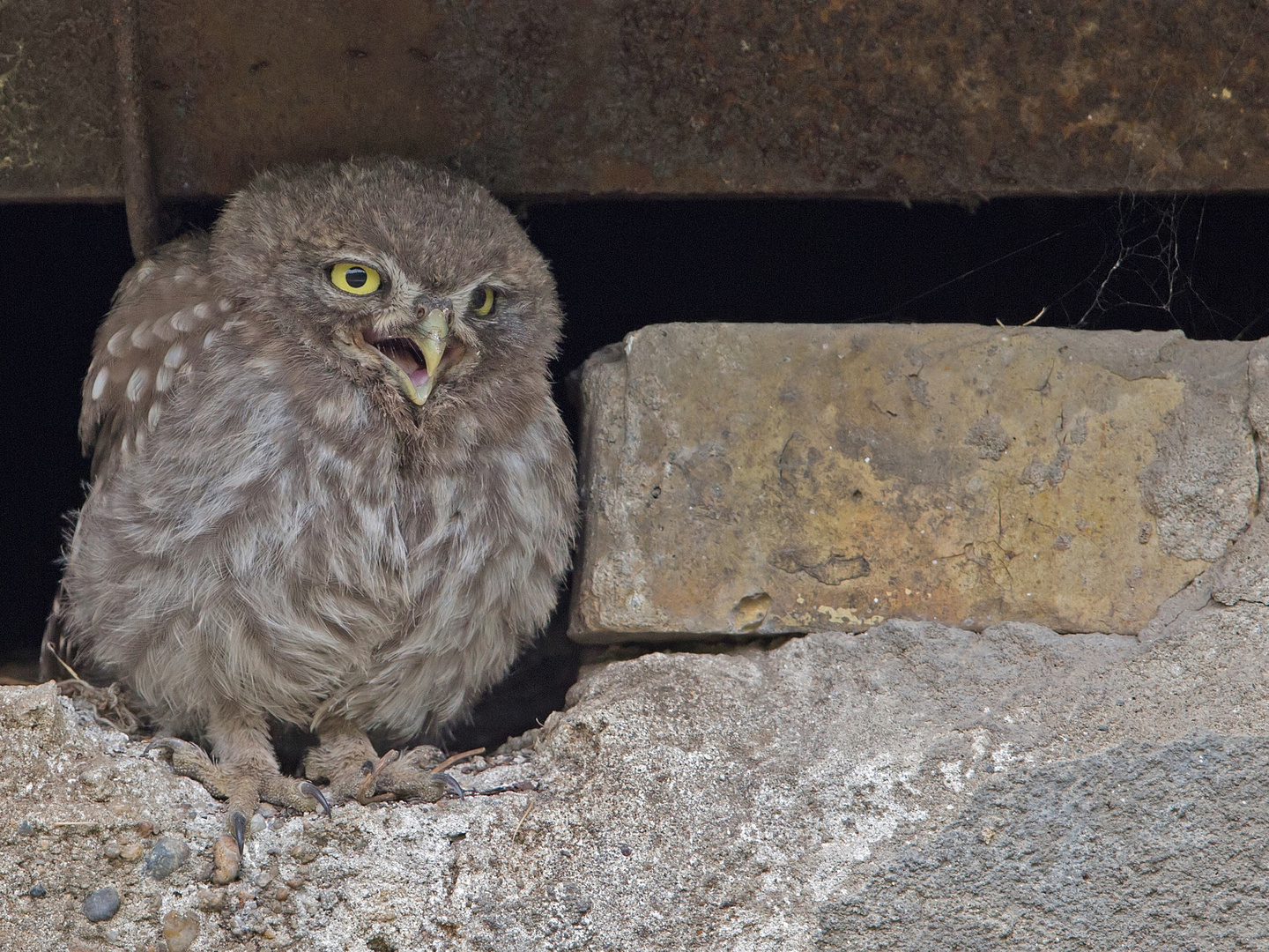 Little owl