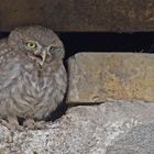 Little owl