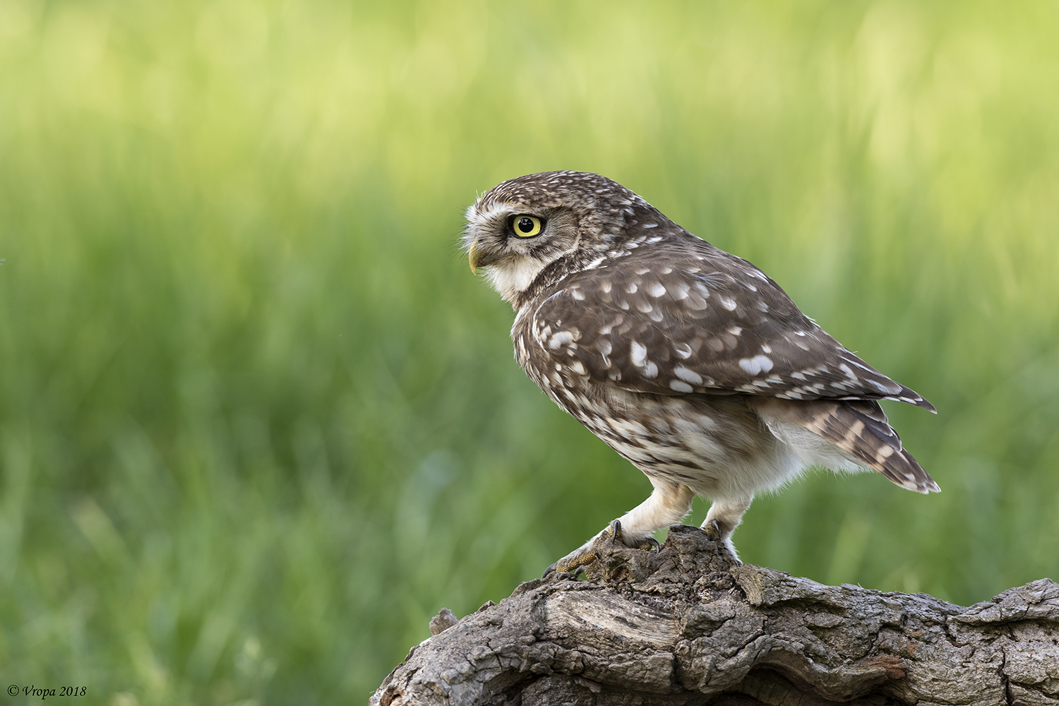 Little Owl