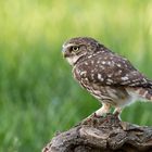 Little Owl