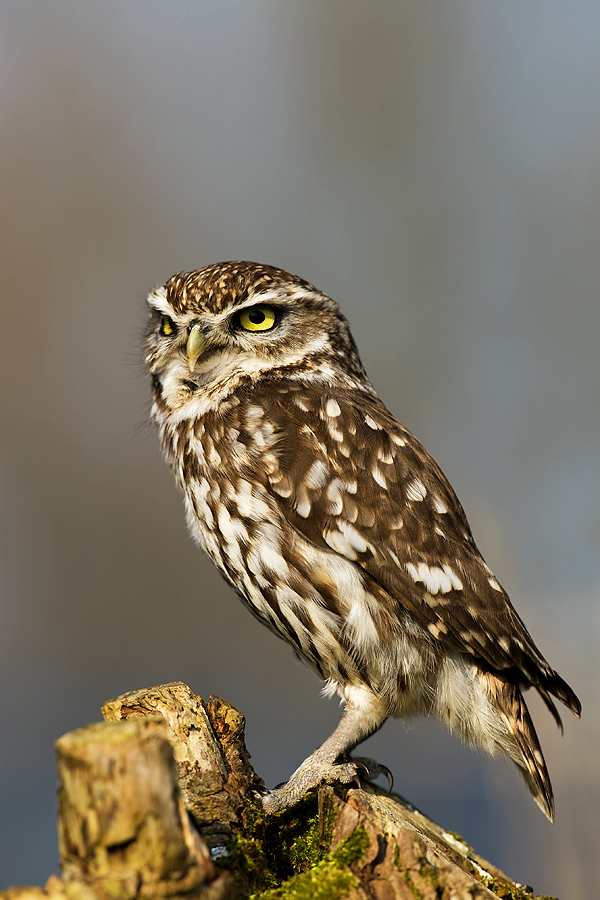 Little Owl