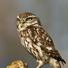 Little Owl