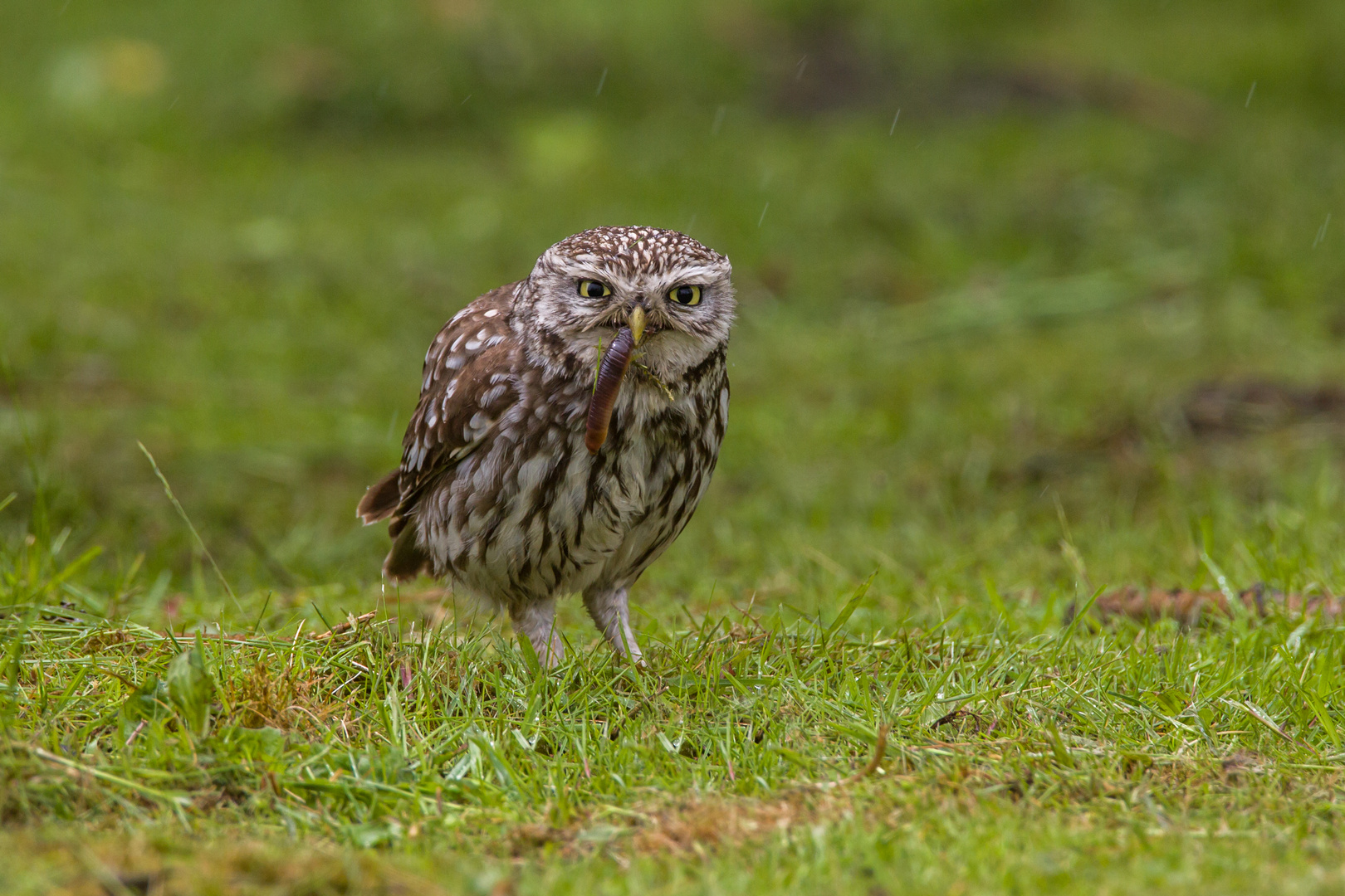 little owl and worm