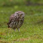 little owl and worm