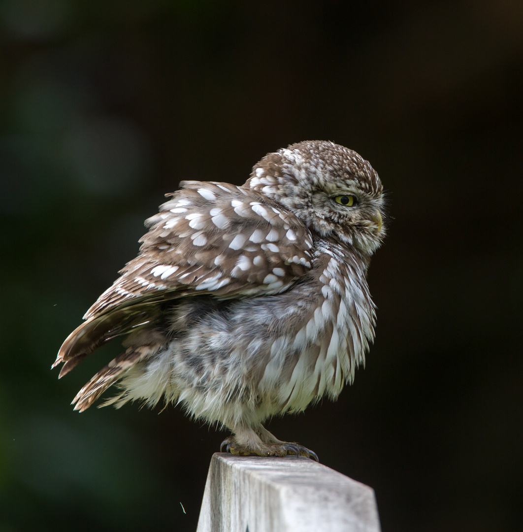 little owl