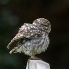 little owl