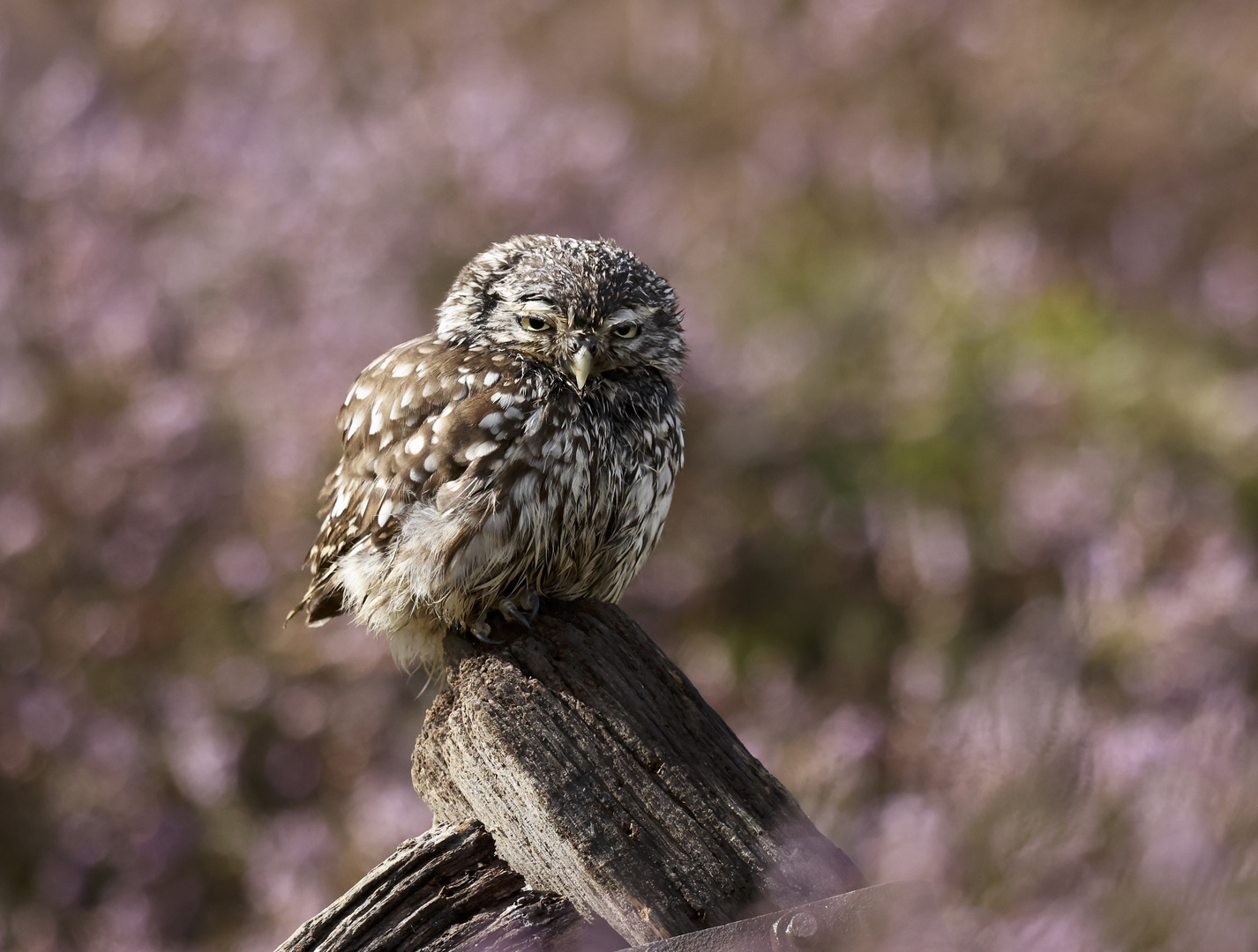 LITTLE OWL