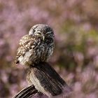 LITTLE OWL