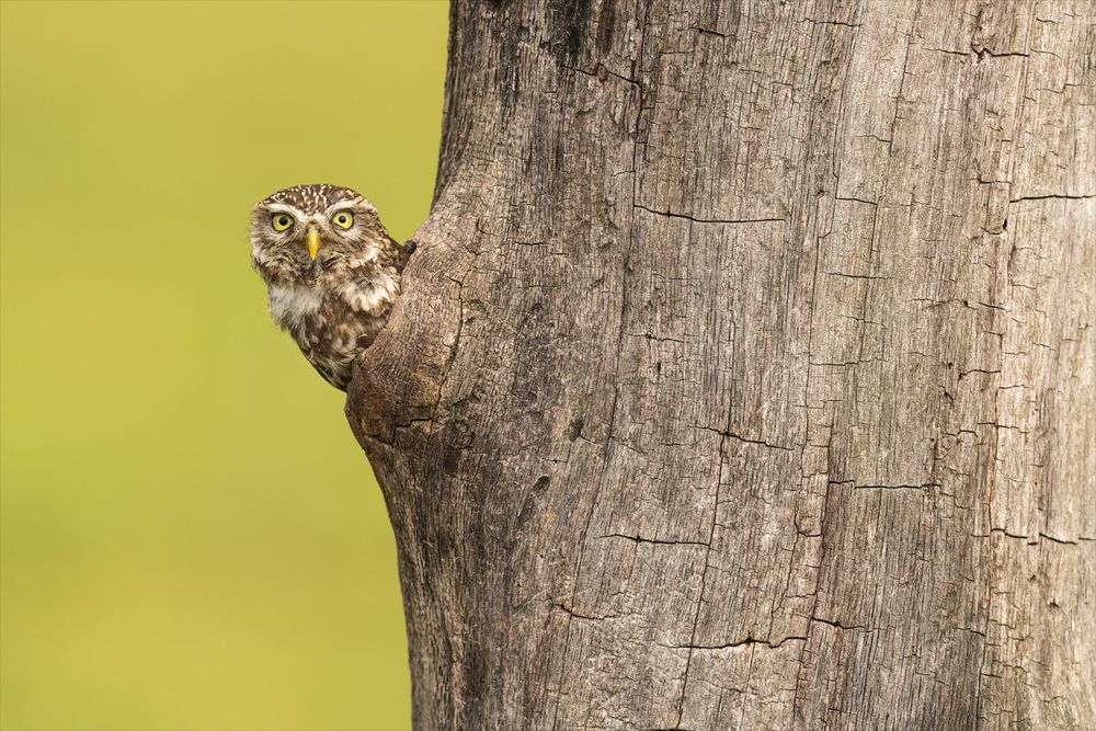 Little Owl