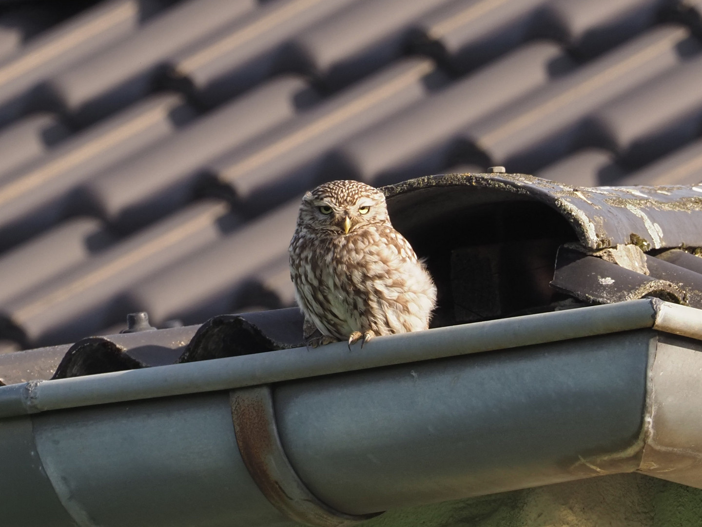 Little owl