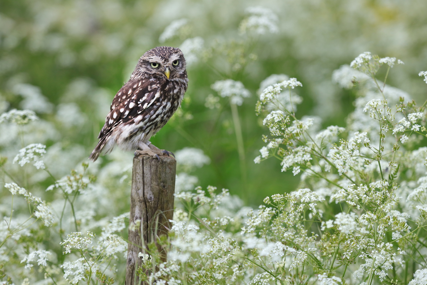 Little owl