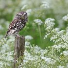 Little owl