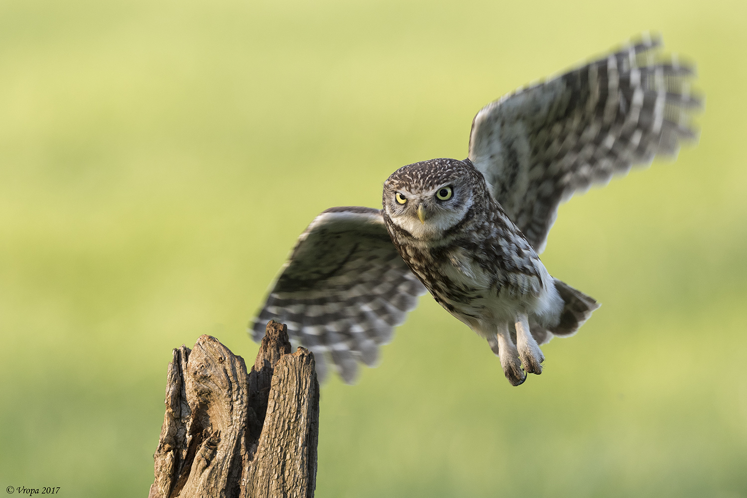 Little Owl