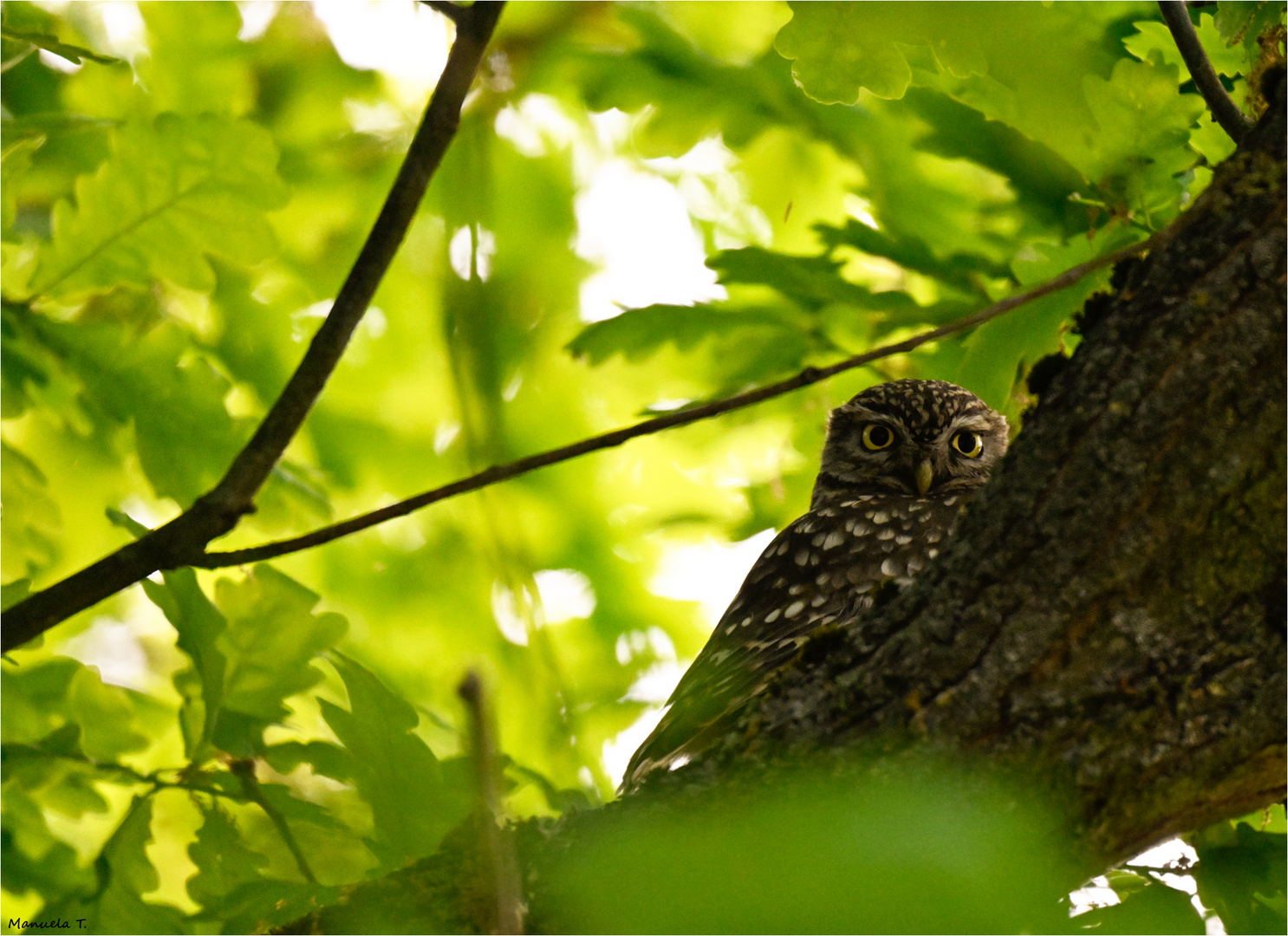 Little owl