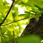 Little owl