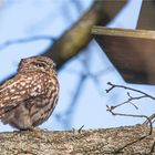 Little owl