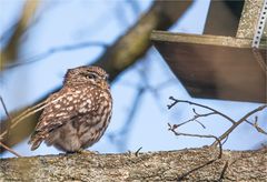 Little owl