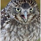 Little owl