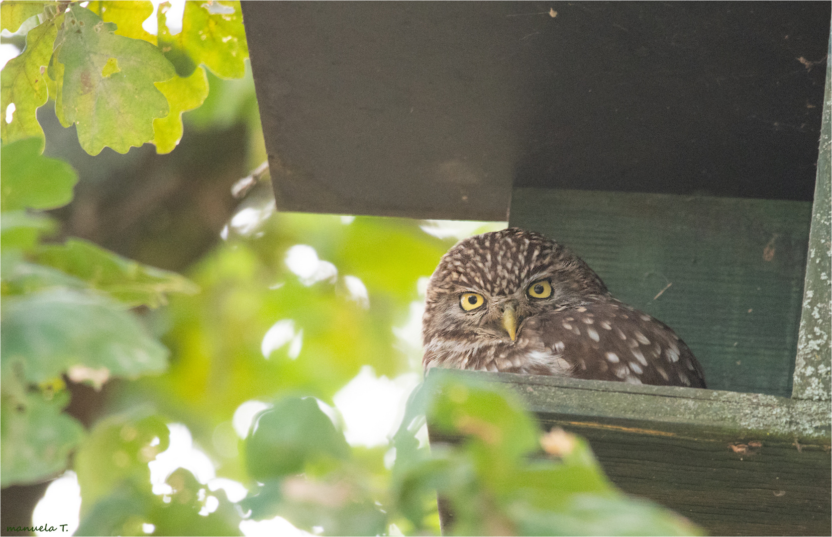 Little owl 