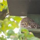 Little owl 