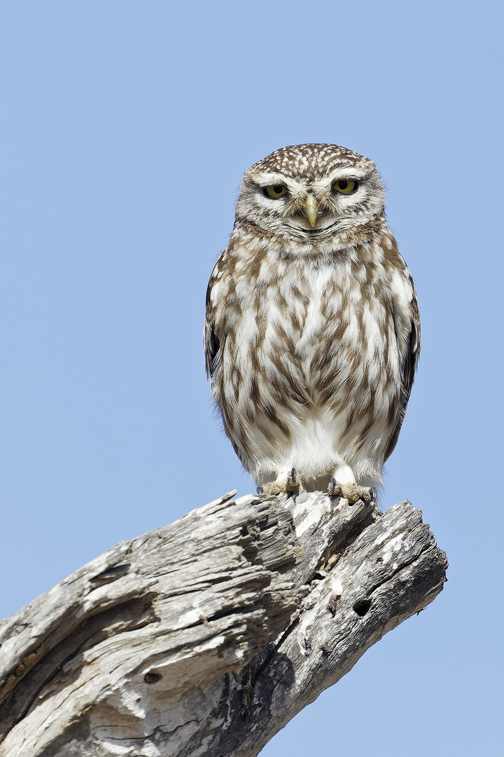 'Little Owl' ganz groß