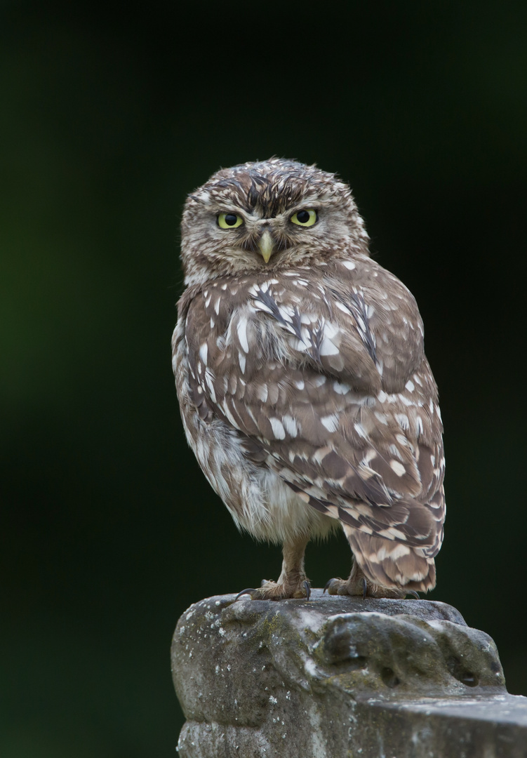 little owl sat in the rain