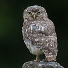 little owl sat in the rain