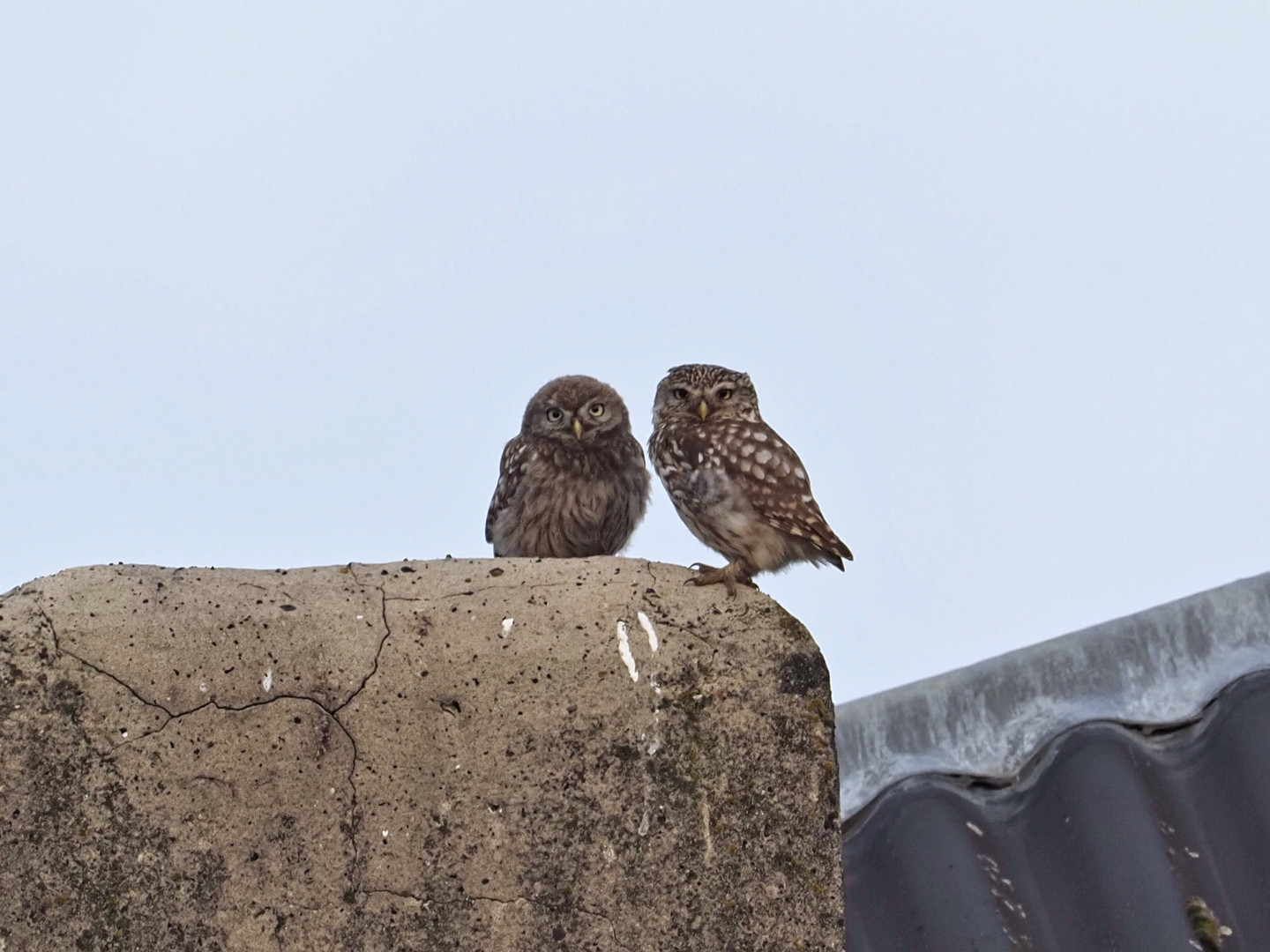 Little owls