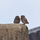 Little owls