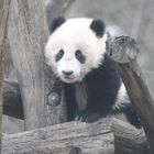 Little Panda