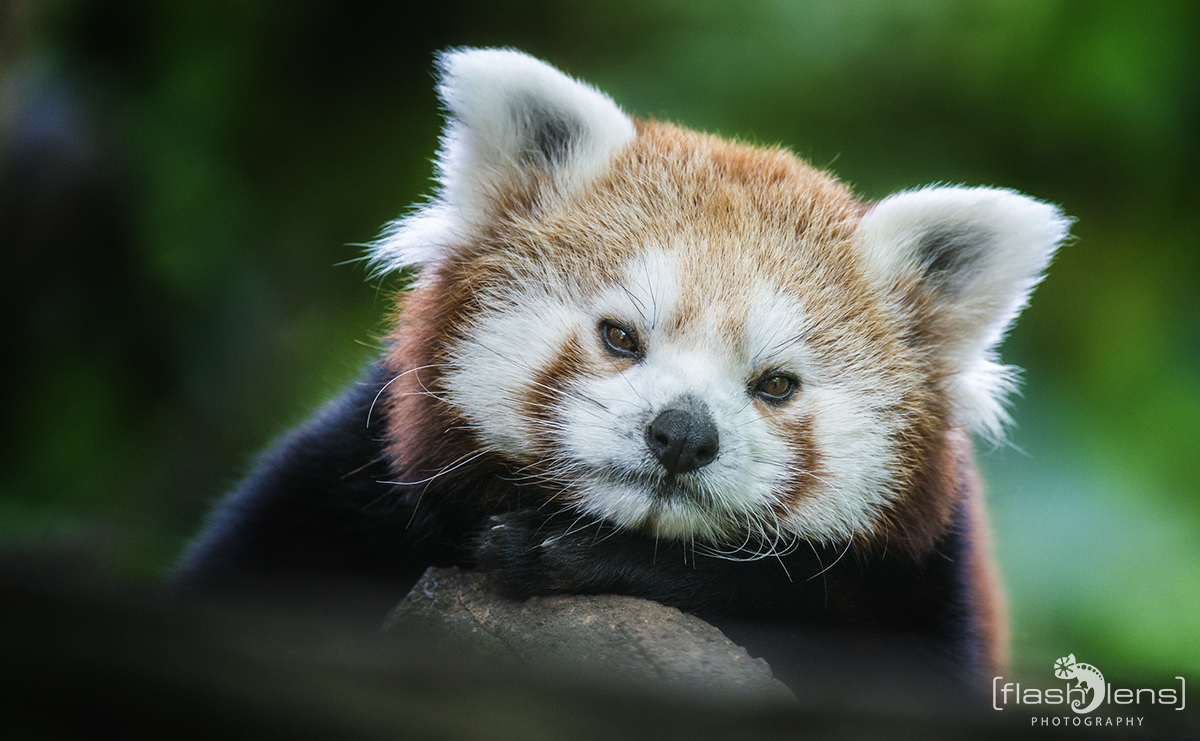 Little Panda - Chilling