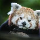 Little Panda - Chilling